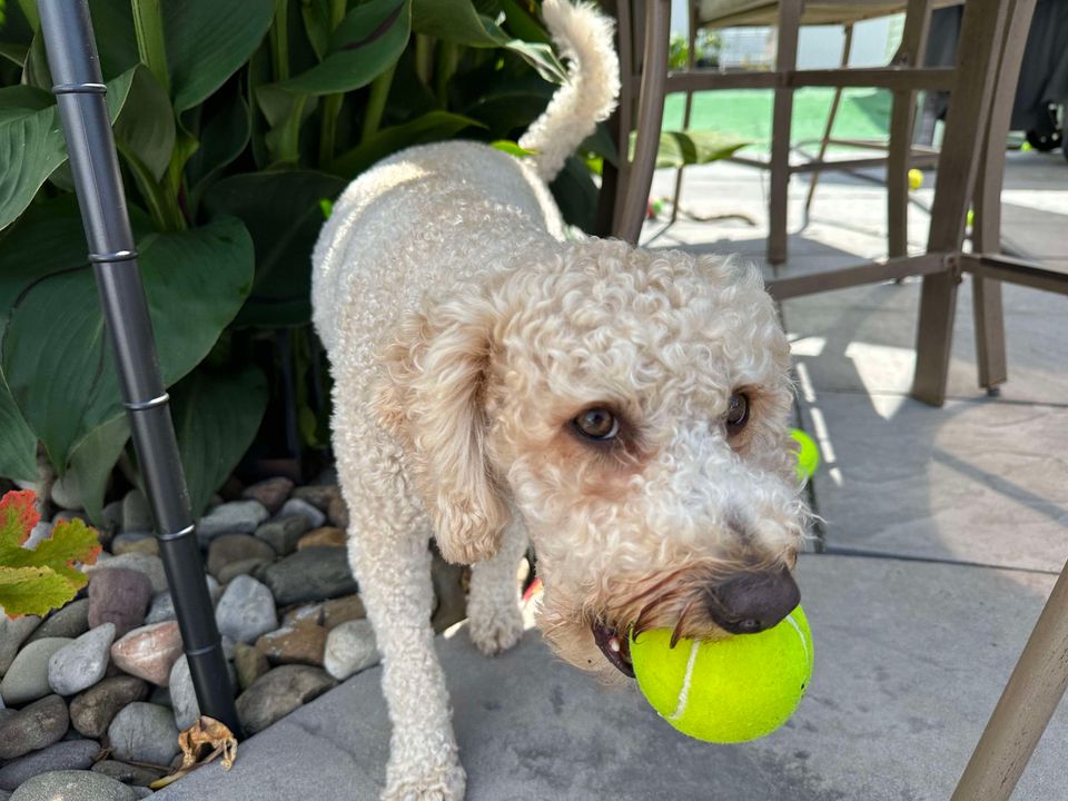 A light-colored, curly-haired dog stands on a patio holding a tennis ball in its mouth.