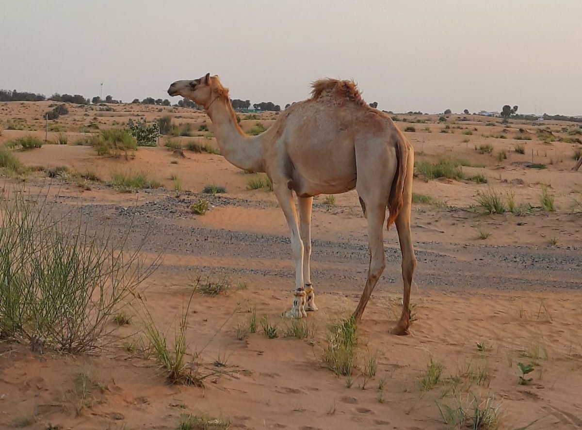 Camel standing in a desert landscape with sparse vegetation.