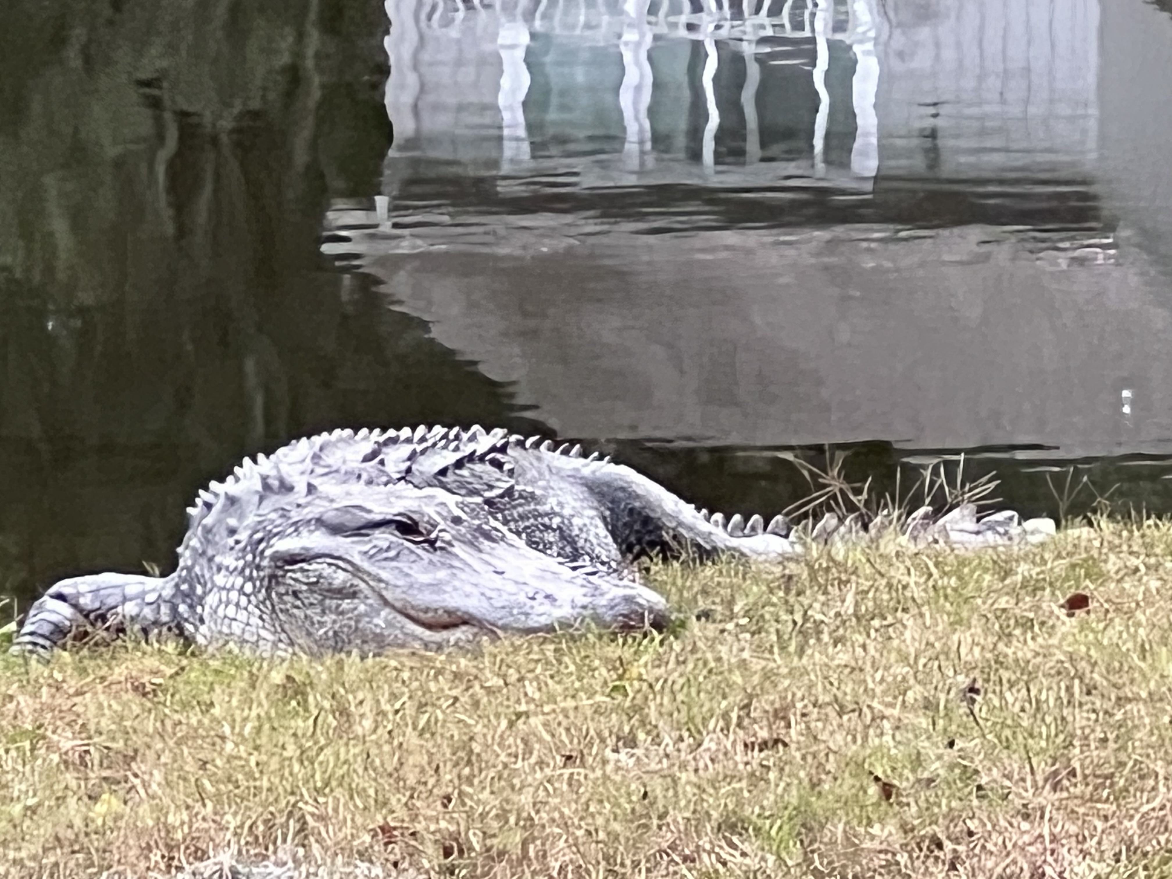 Alligator resting by a pond with a fence reflection.