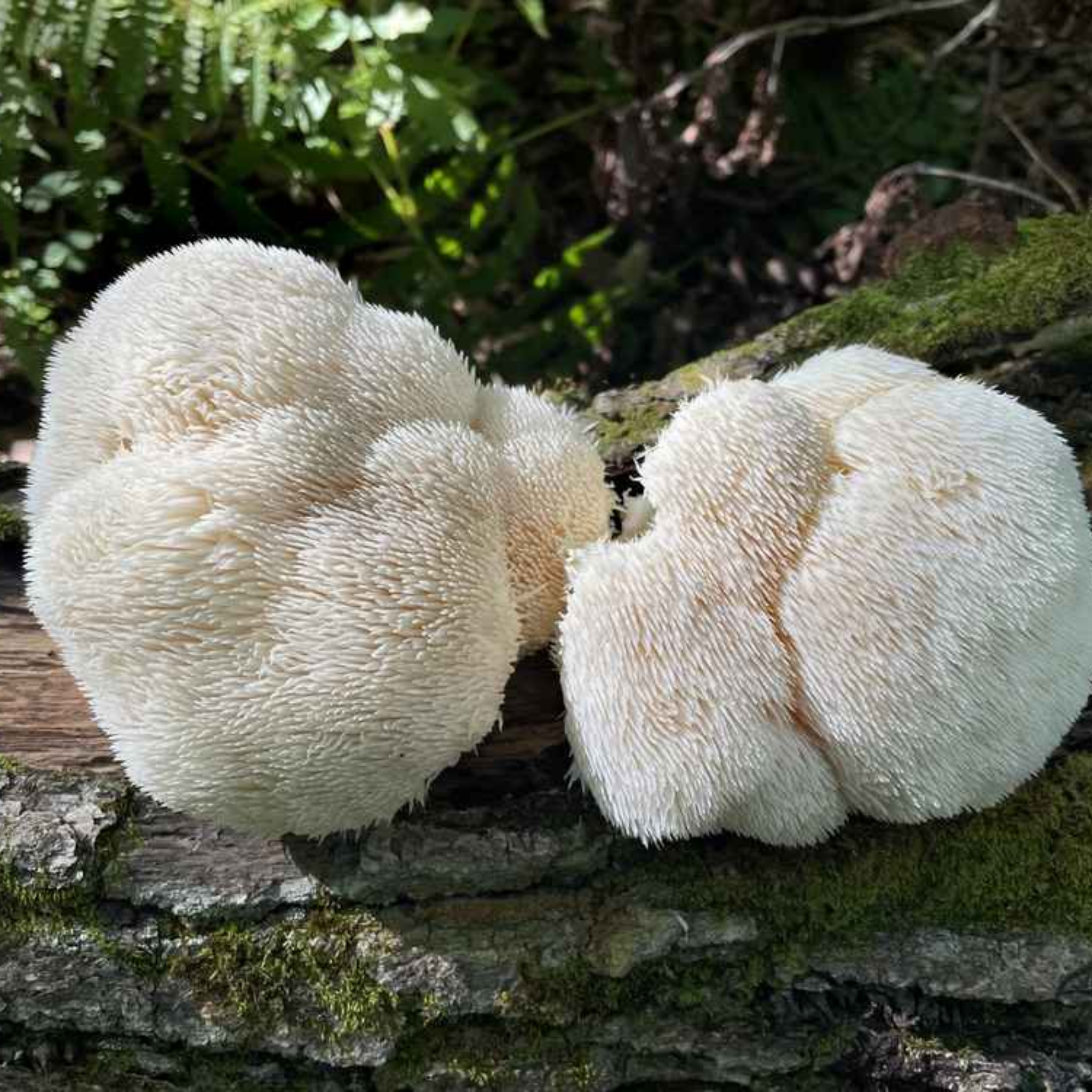 Two large, white, shaggy lion's mane mushrooms growing on a mossy log in a forest.