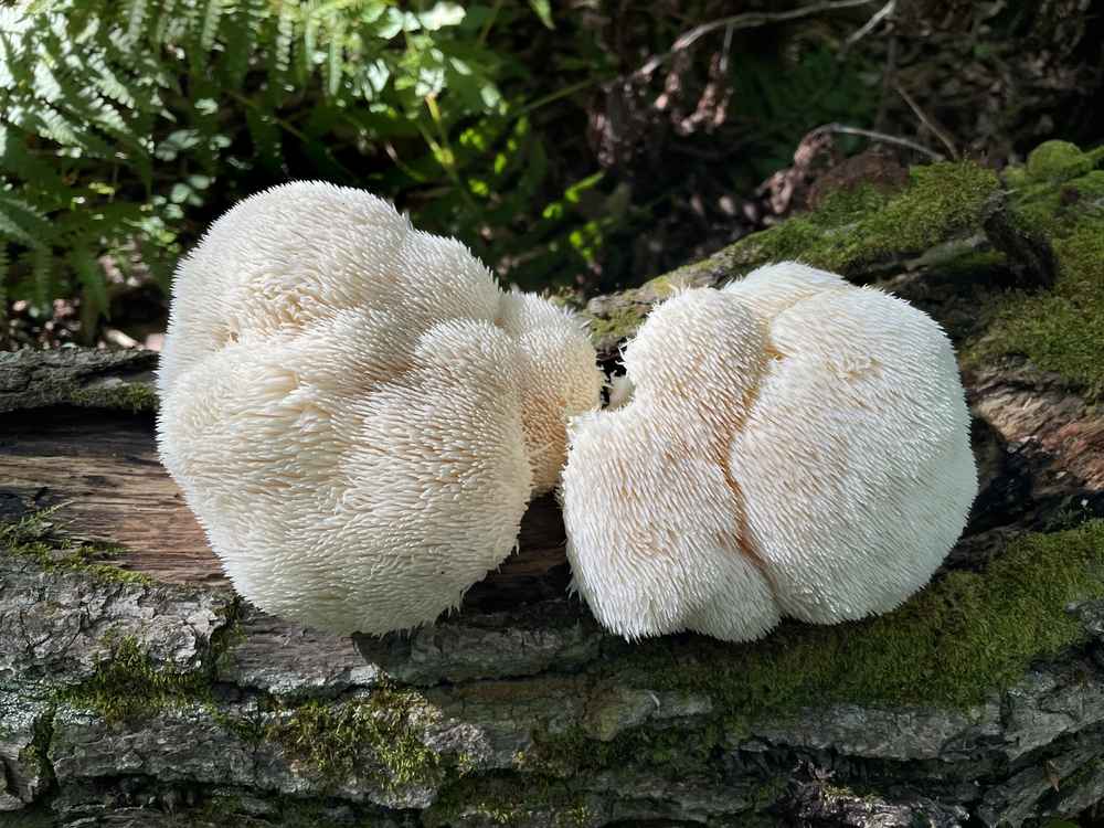Two large, white, shaggy Lion's Mane mushrooms growing on a mossy log in the sunlight.