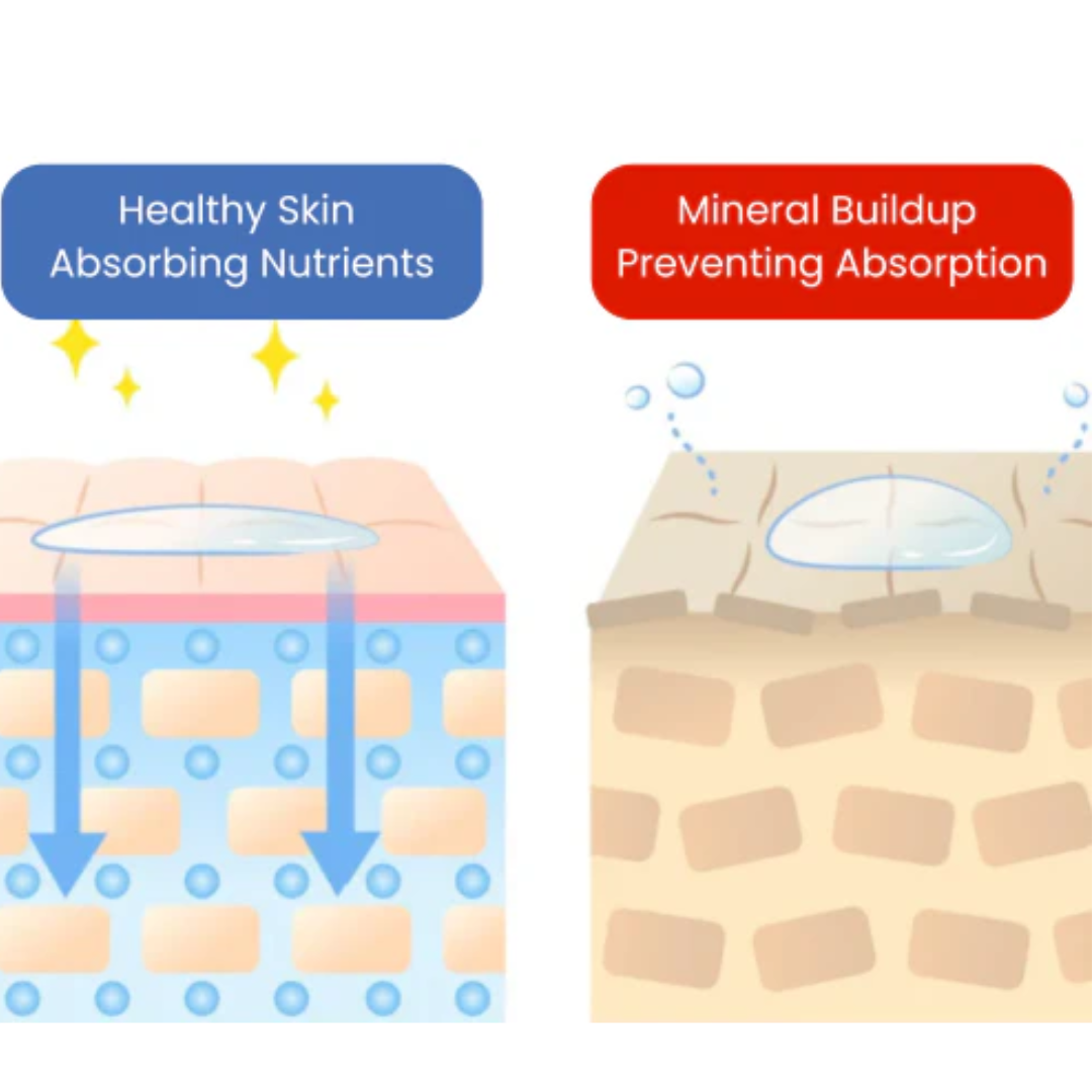 Illustration comparing nutrient absorption in healthy skin versus skin with mineral buildup.