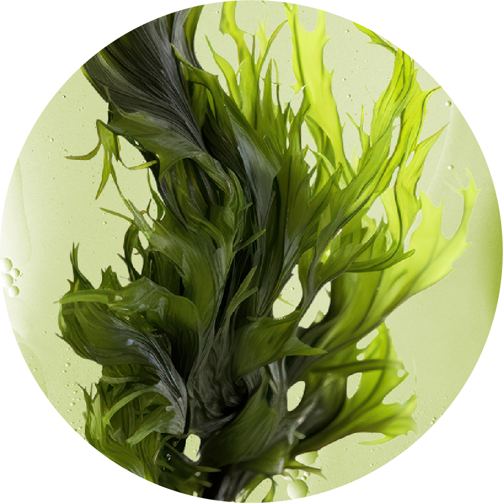 Close-up of vibrant green seaweed in swirling water.