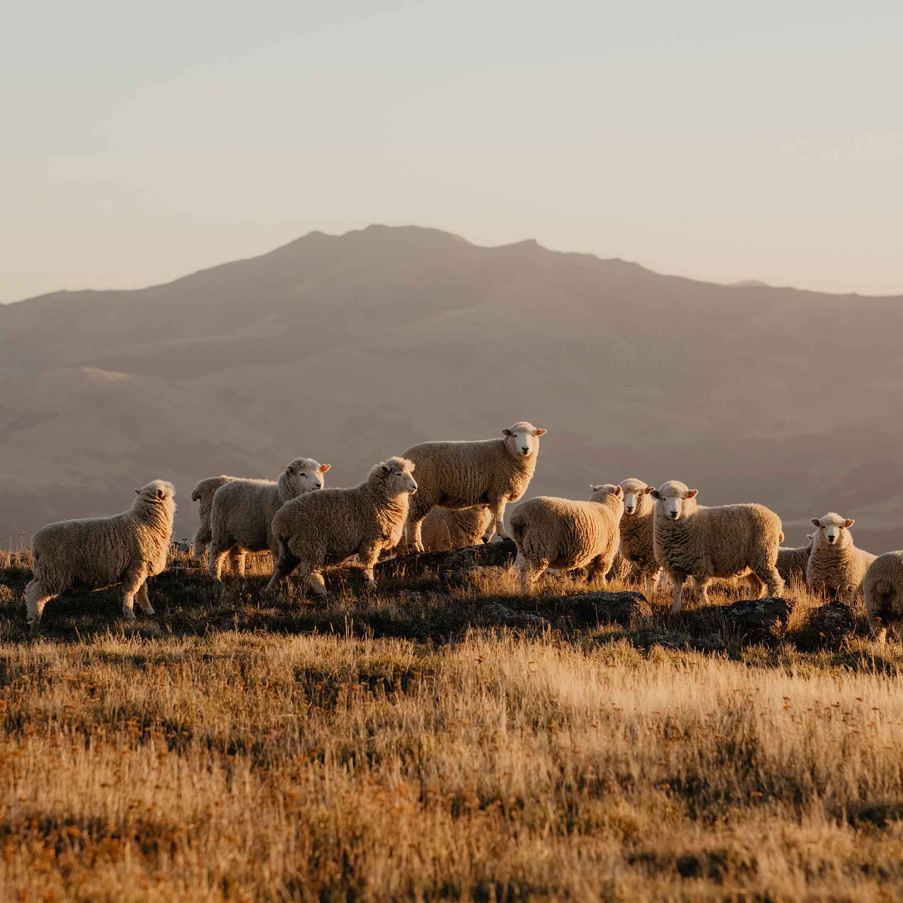 Nui Merino Sheep