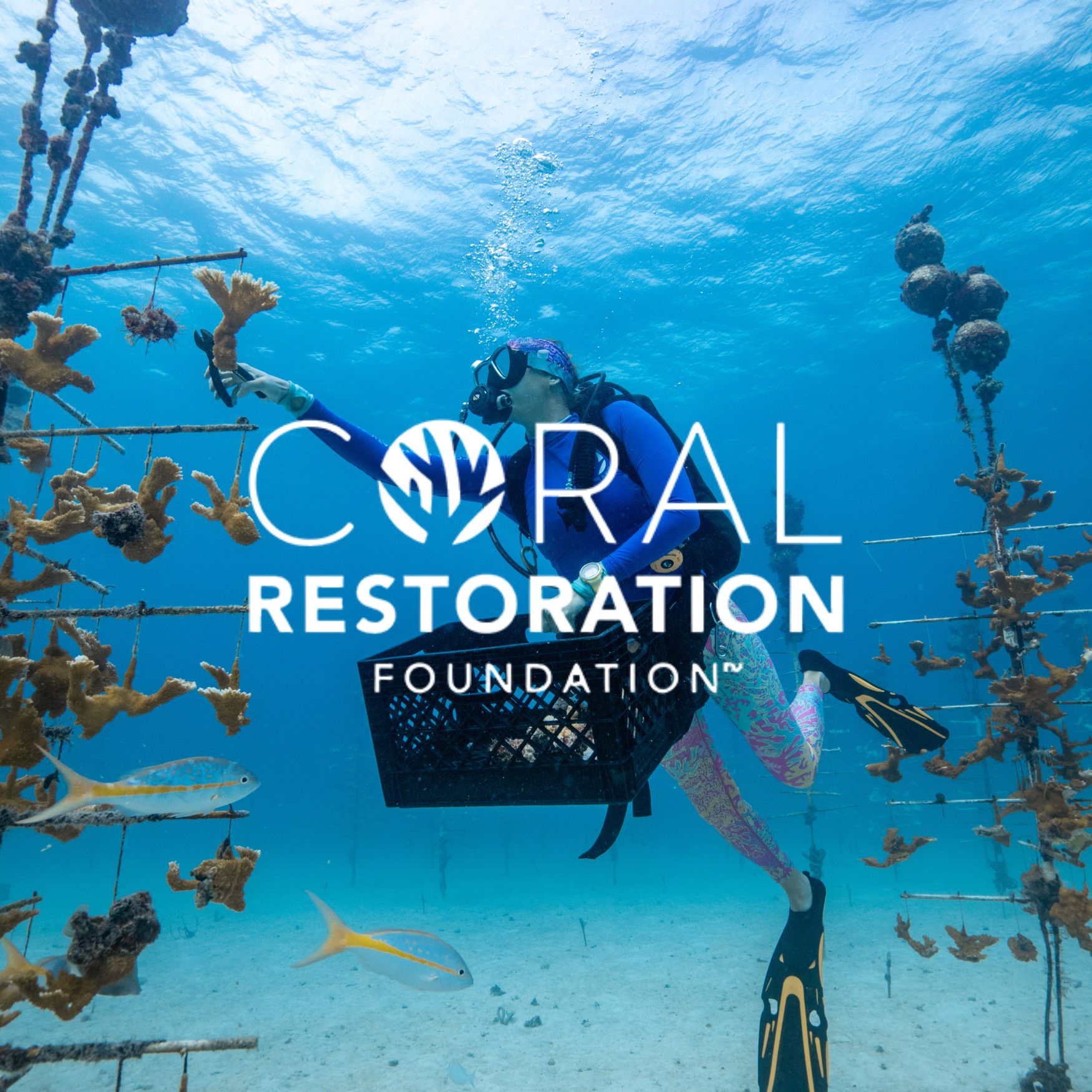 A scuba diver works on a coral nursery underwater, with the 'Coral Restoration Foundation' logo.