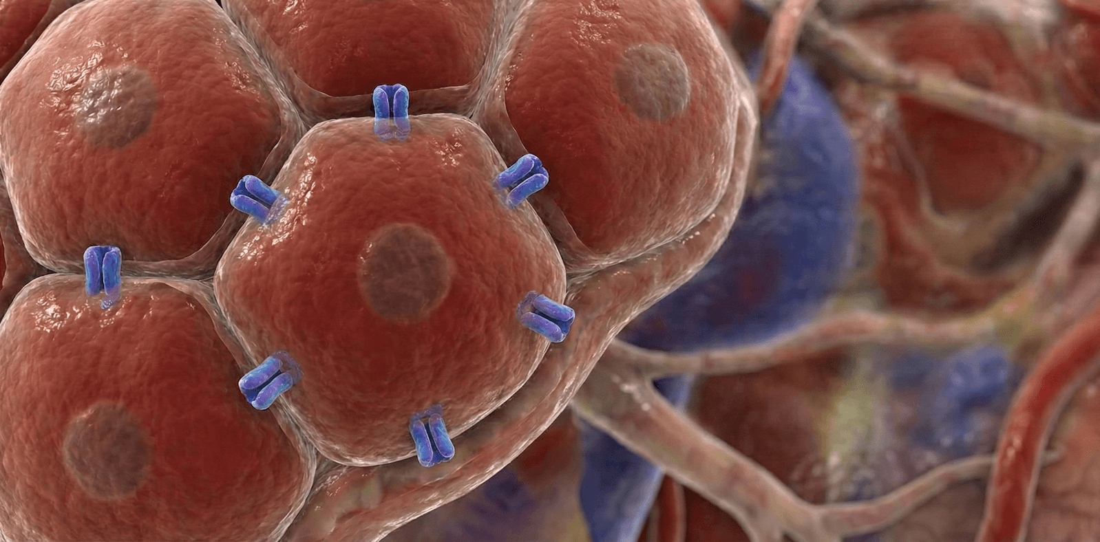 A medical illustration of red cells with blue receptors on their surface.