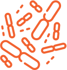 Illustration of orange bacteria shapes on a white background.