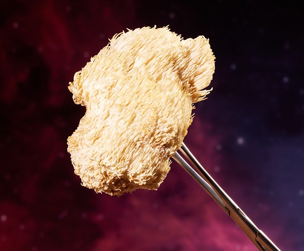 Lion's mane mushroom held by tongs against a dark, starry background.