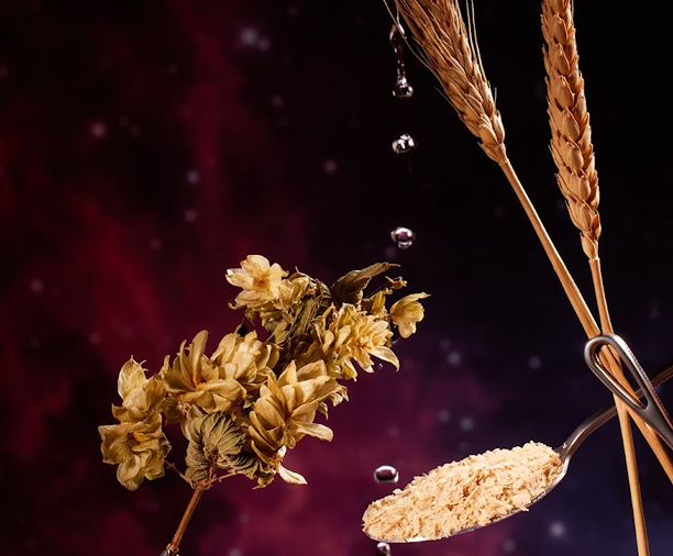 Dried hops, wheat stalks, and grains with water droplets on a dark background.