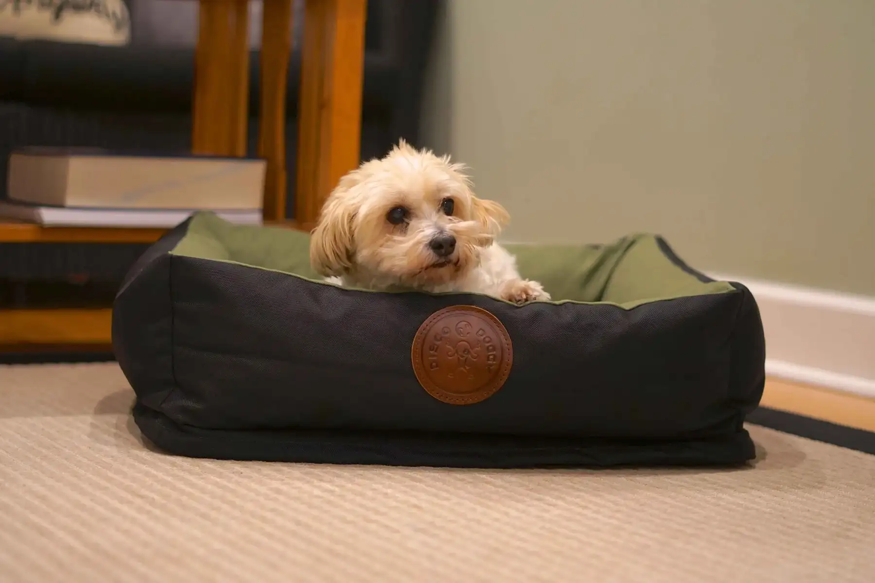 Small dog resting in a black and green pet bed indoors.