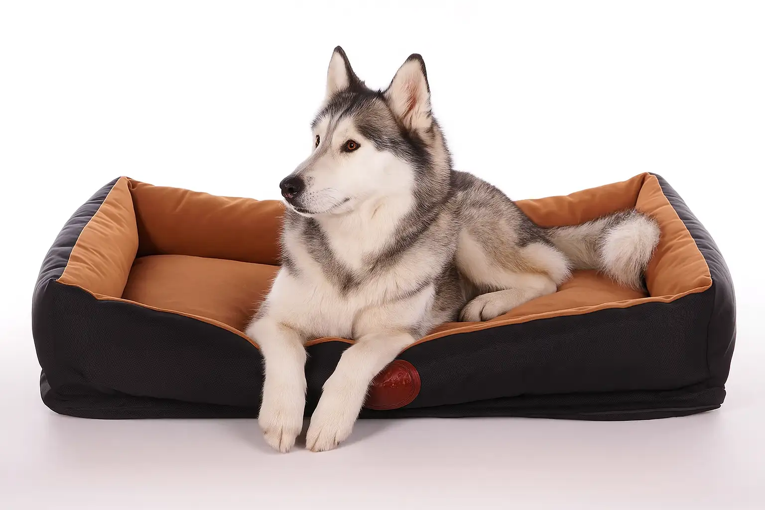 Siberian Husky lying on a brown and black dog bed.