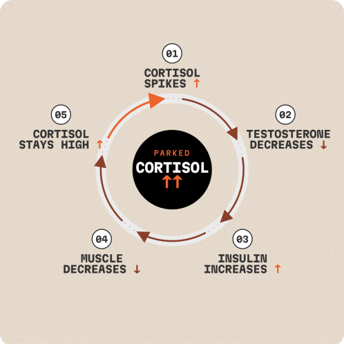 An infographic showing the five-step cycle of high cortisol and its effects on the body.