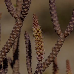 A close-up of a plant with thick, scaly brown stems and a stalk of tiny yellow flowers.