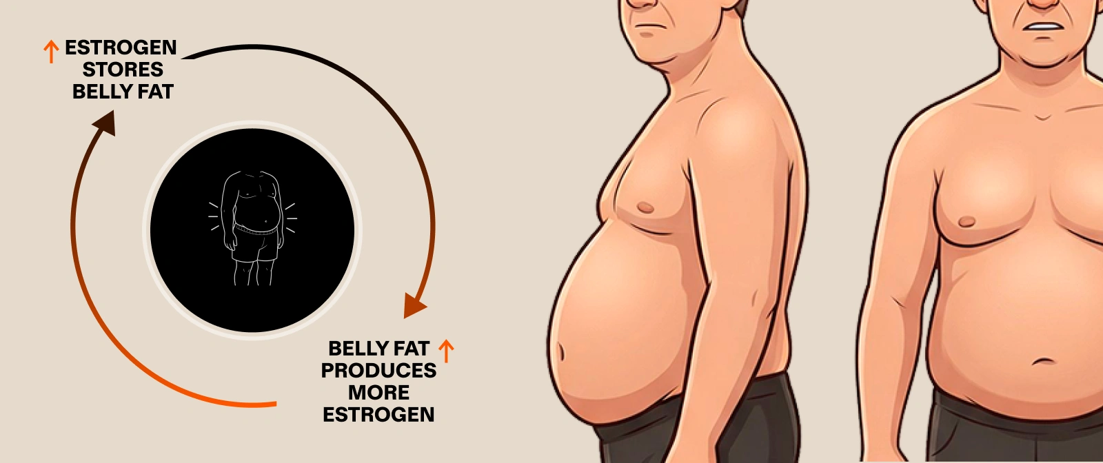 An infographic showing the cycle between belly fat and estrogen in men.