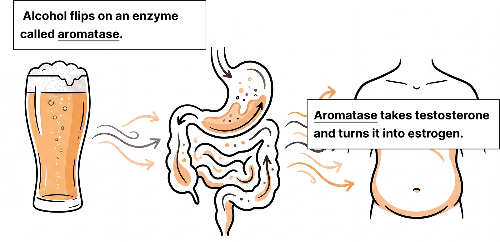 Diagram showing how alcohol affects the digestive system and hormones, leading to physical changes in a person's torso.