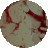 A circular, abstract image with a reddish-brown and beige rock-like texture.