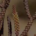 A close-up of a brown, scaly plant with a textured, yellowish-brown central spike.
