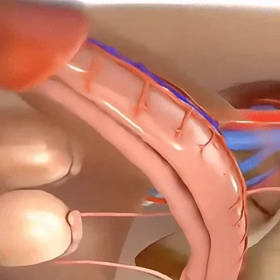 An animated medical illustration of a penis, showing internal blood vessels and nearby testicles.
