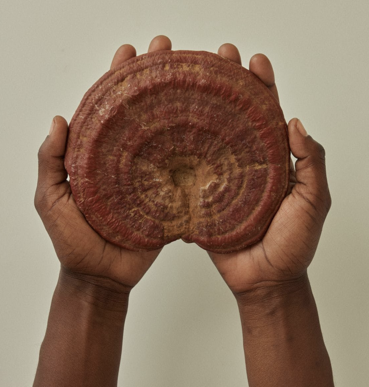 A person's hands holding a large, reddish-brown mushroom against a light-colored background.