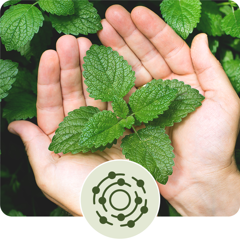 A pair of cupped hands holding a green, leafy plant sprig with a circular icon overlay.