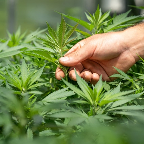 Hand touching a live hemp plant, the natural cannabinoid source in OFFFIELD energy gummies