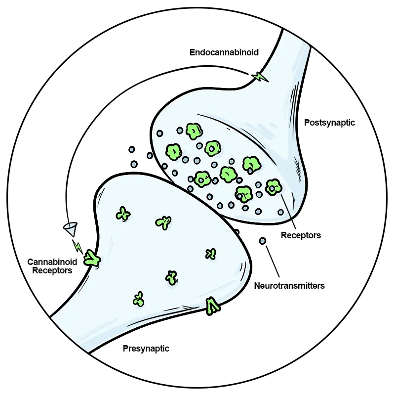 Diagram of synaptic transmission involving endocannabinoid receptors and neurotransmitters between presynaptic and postsynaptic neurons.