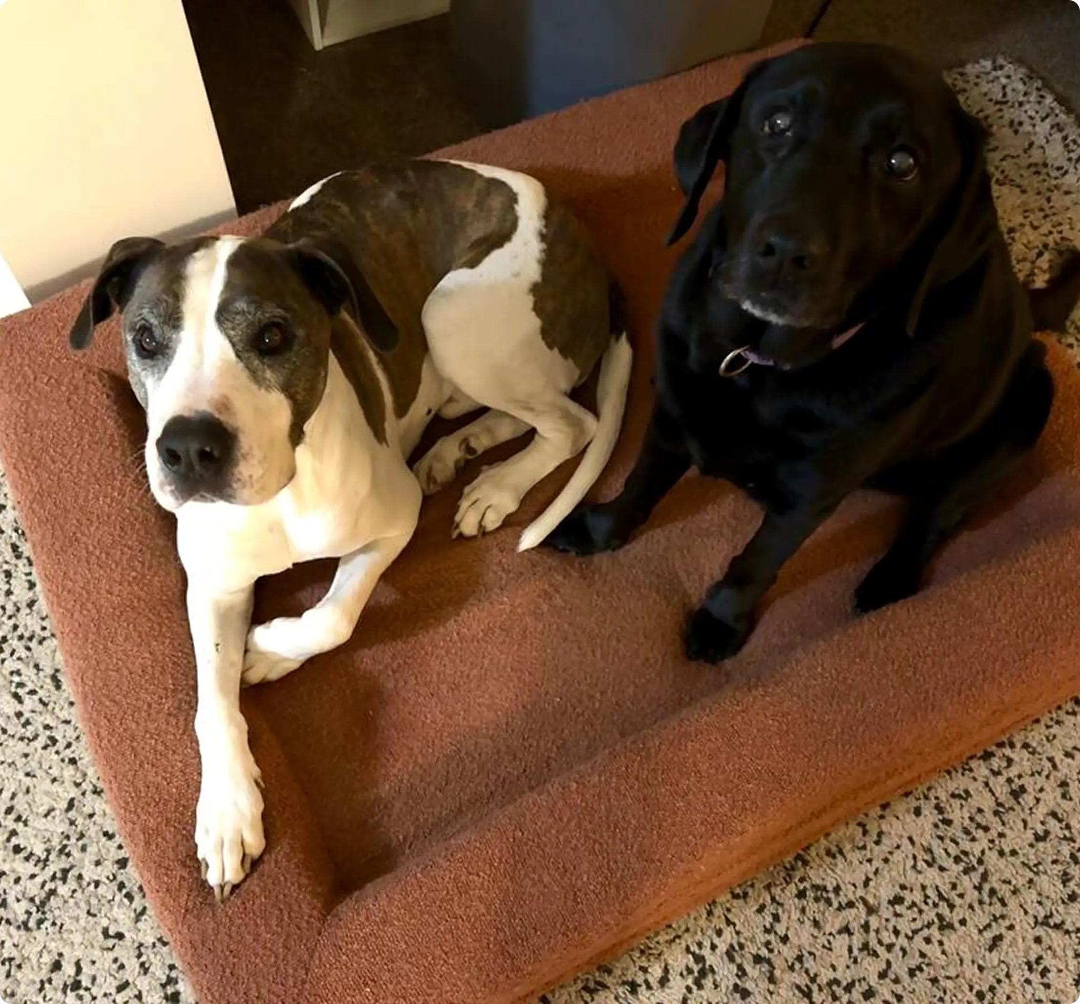 Two dogs lying on a red dog bed looking up.