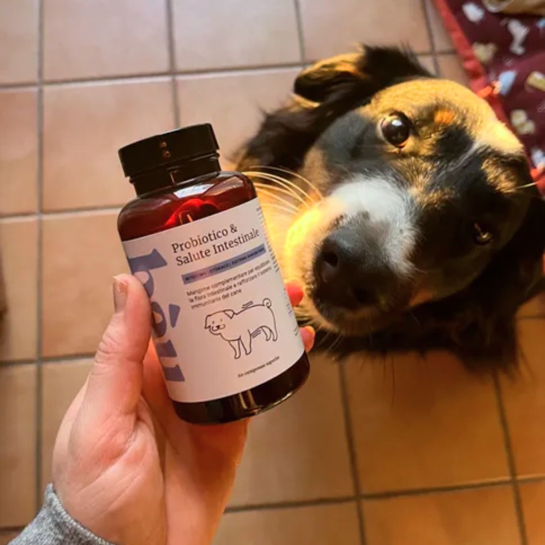 Person holding a probiotic bottle with a curious dog nearby.