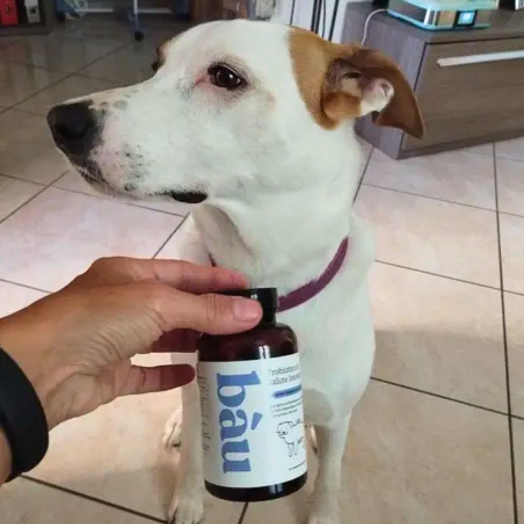 A white dog with brown ears next to a hand holding a bottle labeled 'báu.'