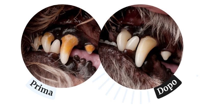 Comparison of dog's teeth before and after cleaning.