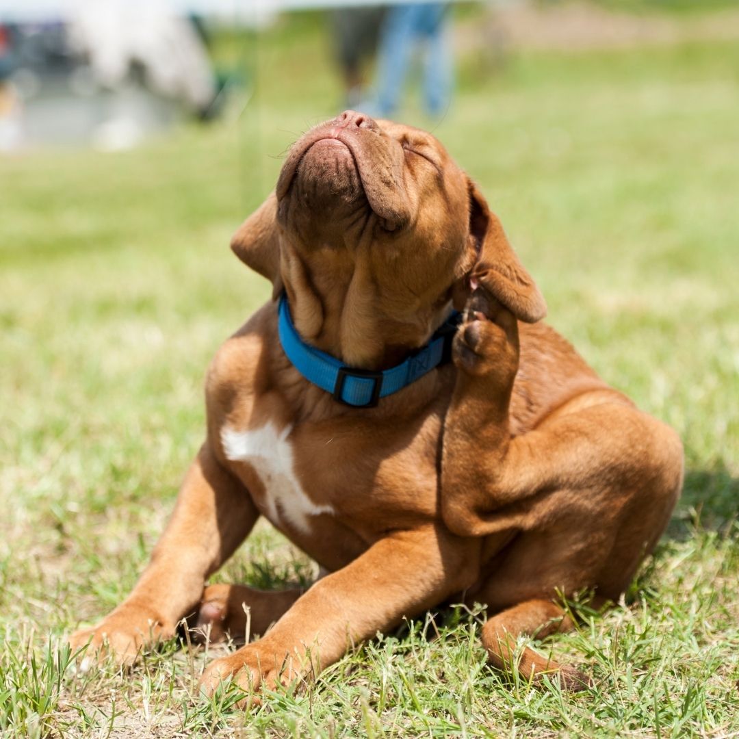 Brown dog with blue collar scratching its ear in a grassy area.