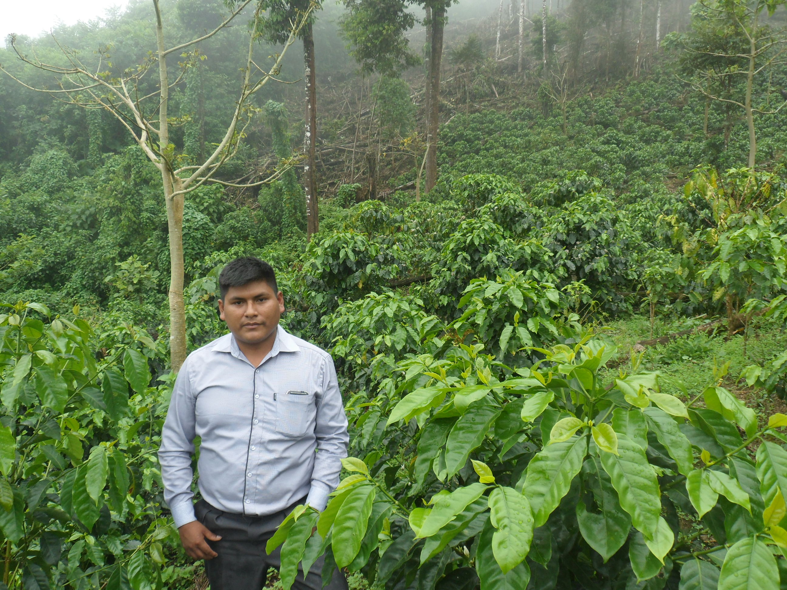 A man in a collared shirt stands among lush green plants on a foggy hillside.