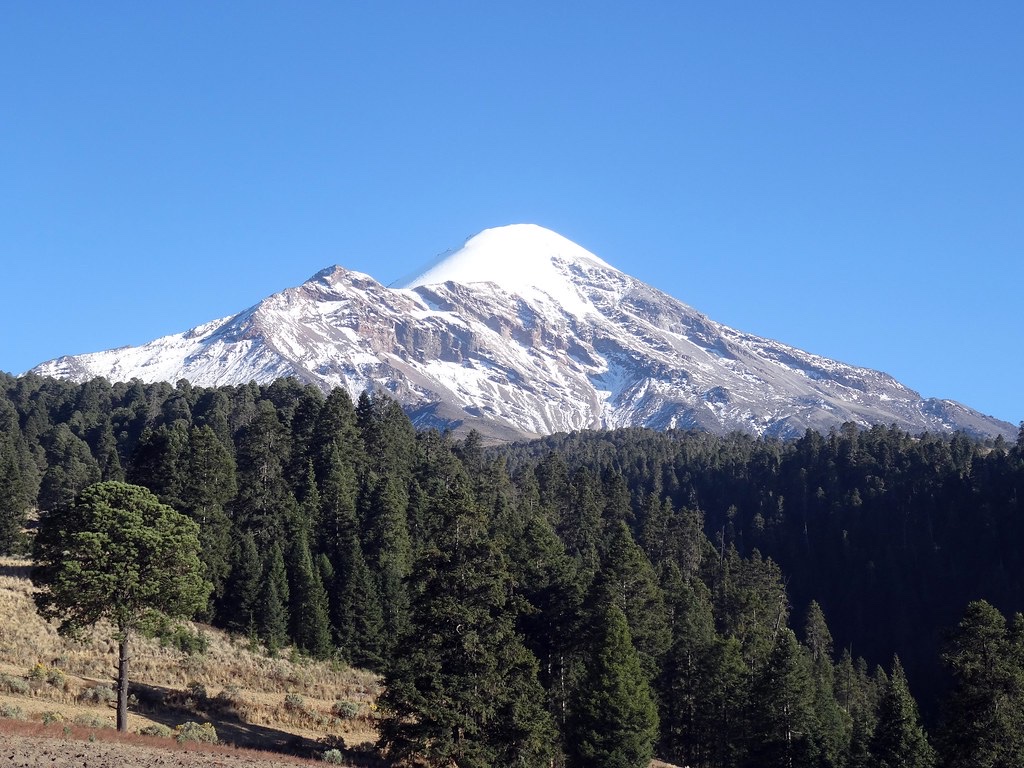 A snow-capped mountain peak rises above a dense forest of evergreen trees against a clear blue sky.