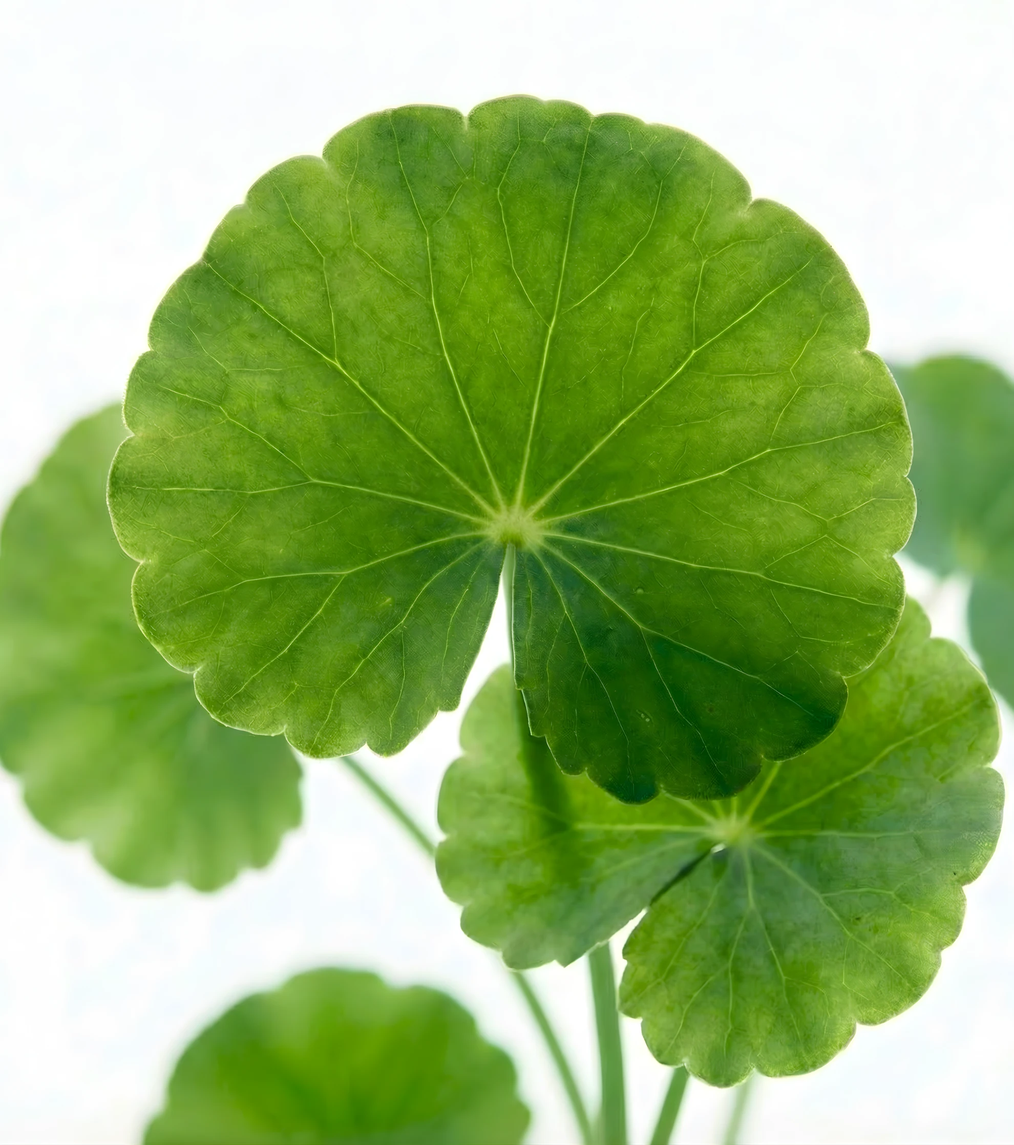 A close-up of round, green leaves with scalloped edges against a white background.