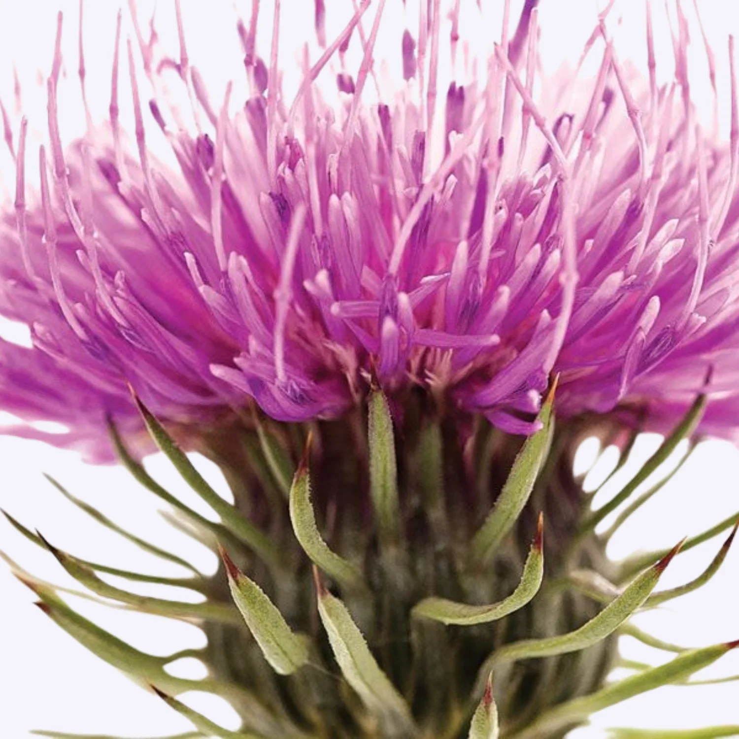 A close-up of a purple thistle flower with its spiky green base against a white background.