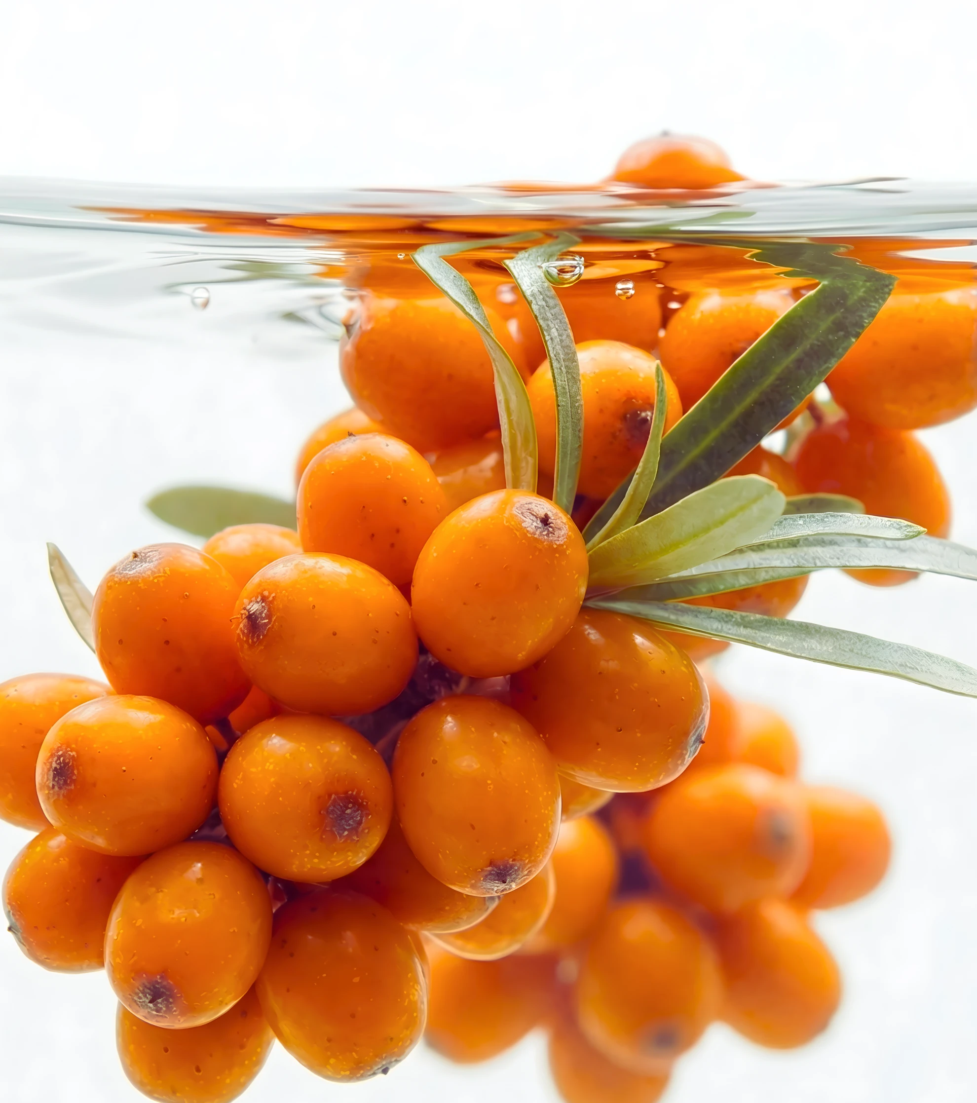 A close-up of a sprig of orange sea buckthorn berries partially submerged in clear water.