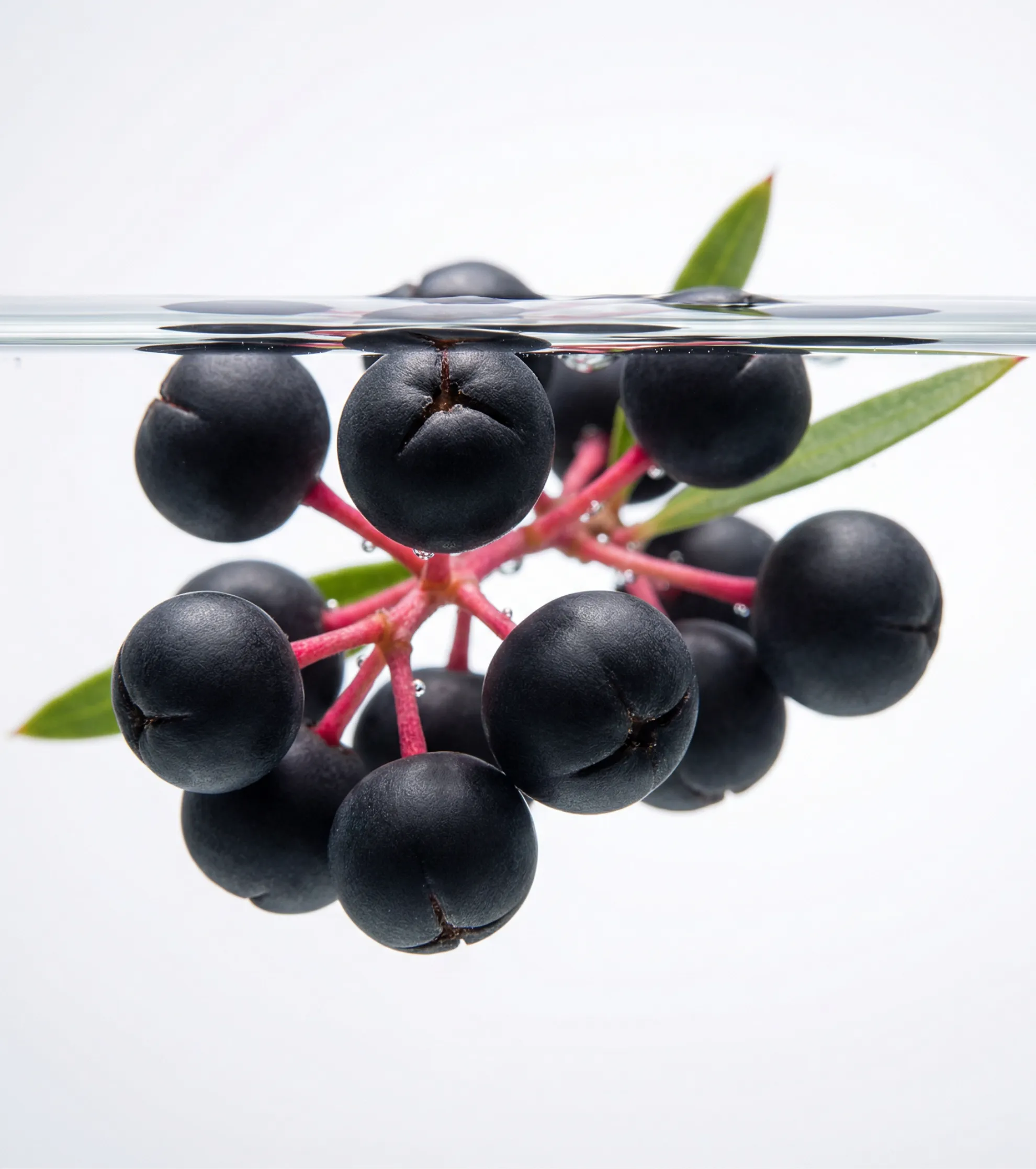 A close-up of a cluster of black berries on red stems partially submerged in water.