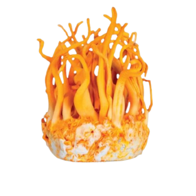 Orange mushroom with long, wavy stems on a white background.