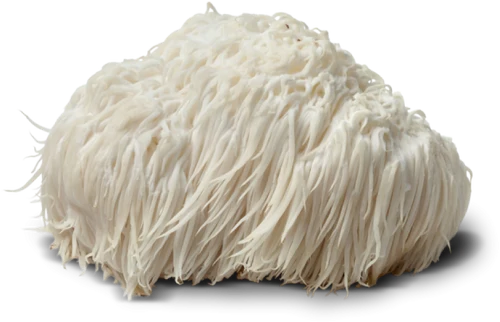 White, shaggy mushroom with long, thin strands on a black background.