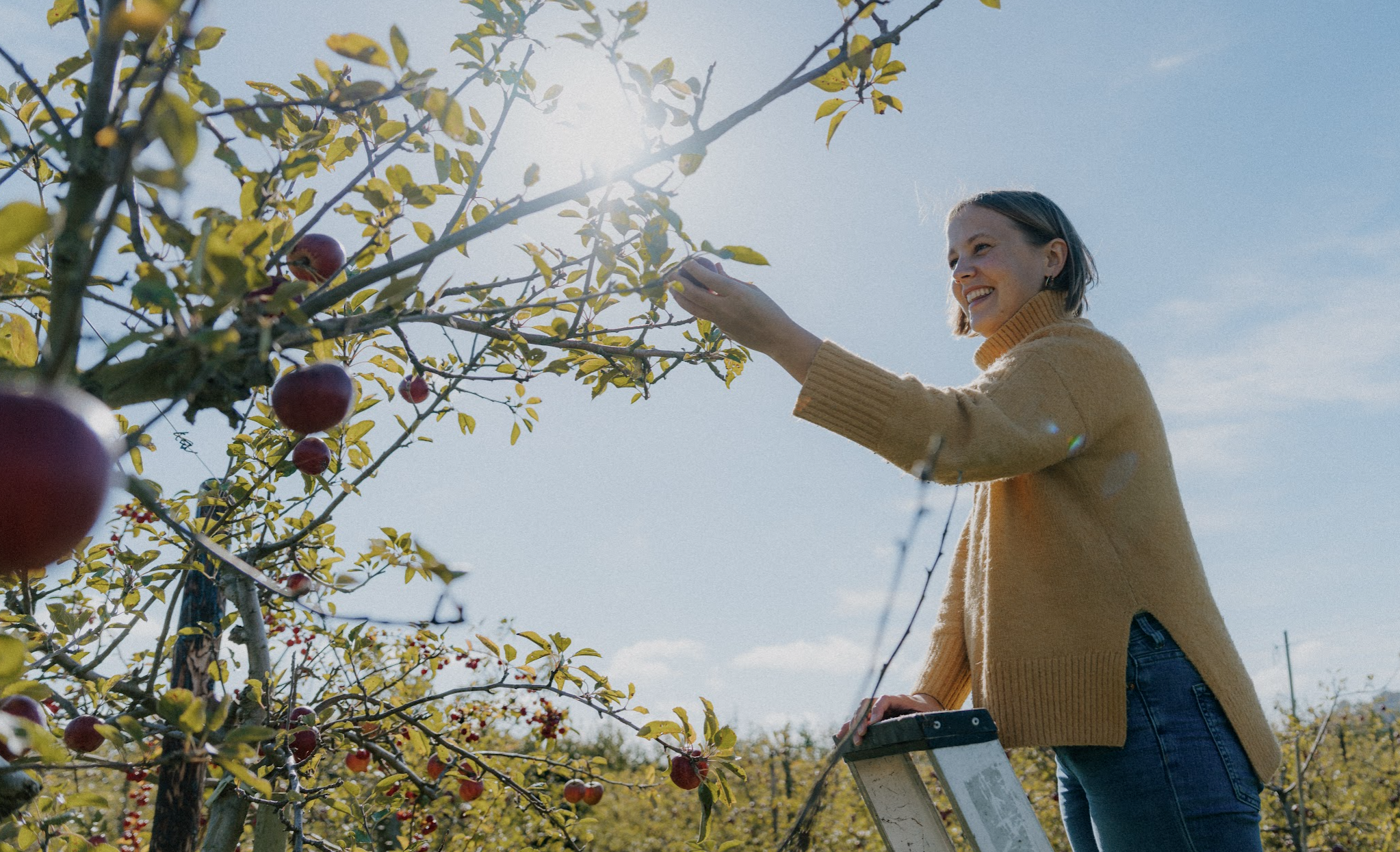 Person picking apples from a tree while standing on a ladder under a sunny sky.