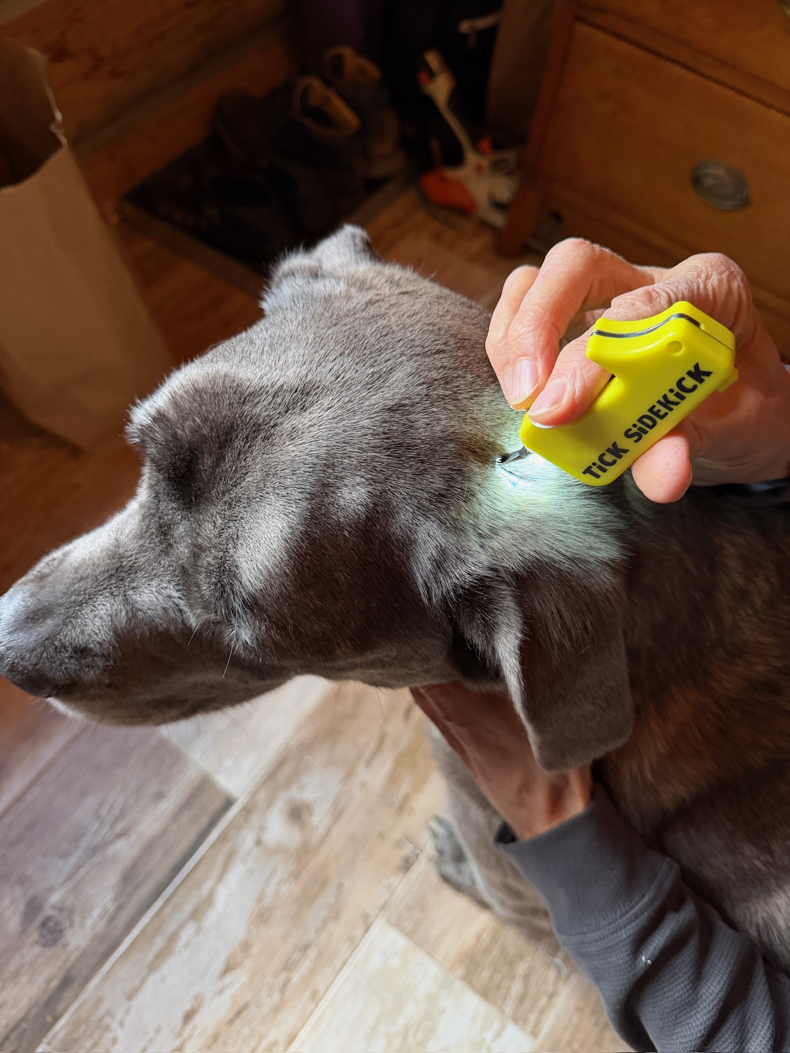 Tick removal on dog