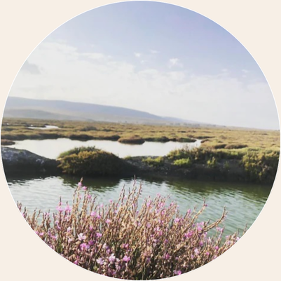 Scenic view of a marshland with pink flowers and distant hills.