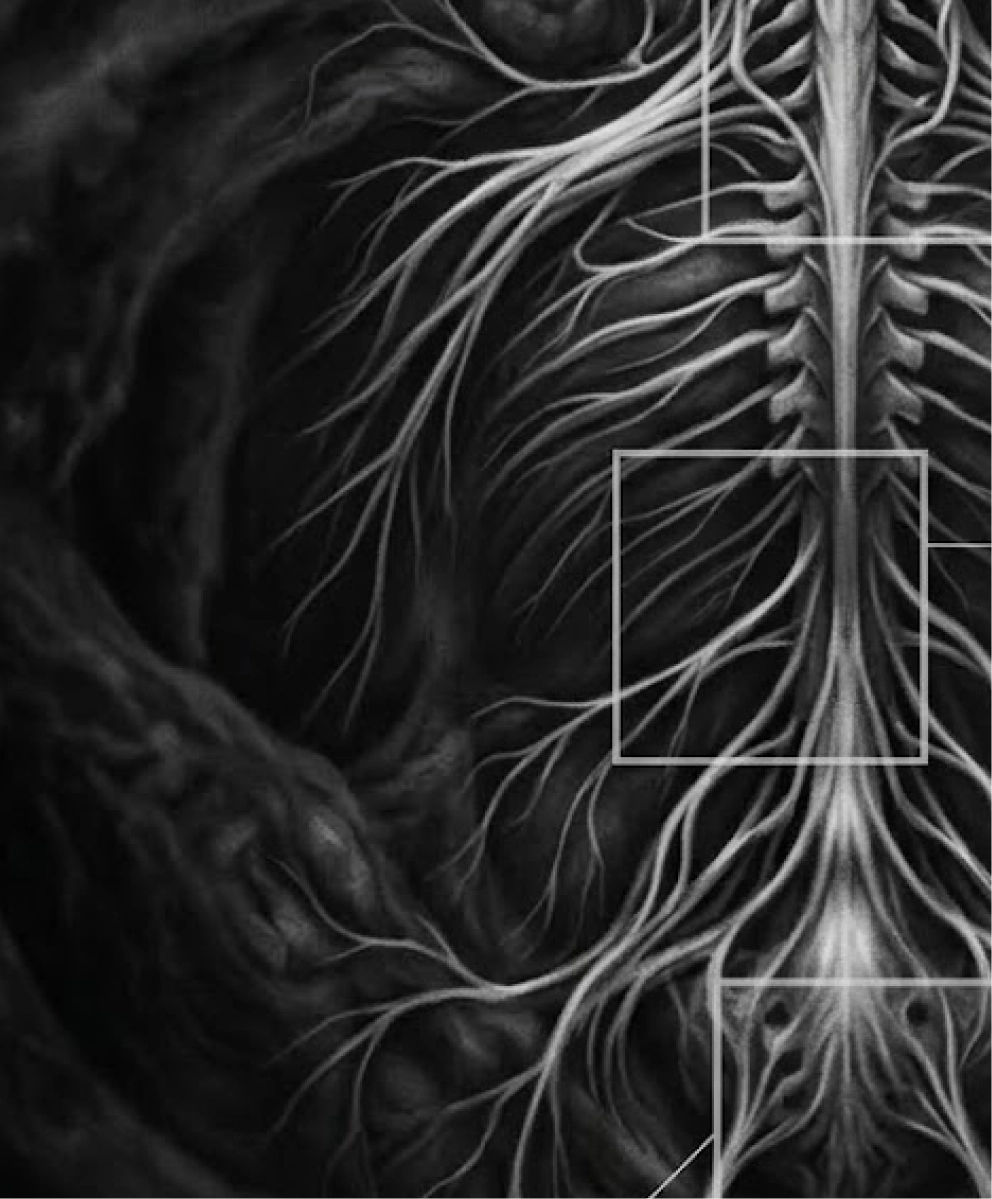 Your gut has its own nervous system