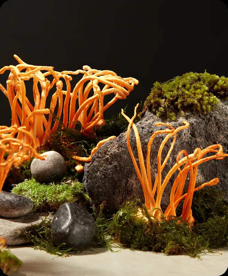 Orange fungi and green moss on rocks against a dark background.