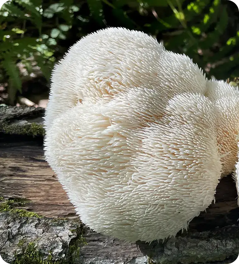 White, spiky mushroom growing on a log in a forest setting.