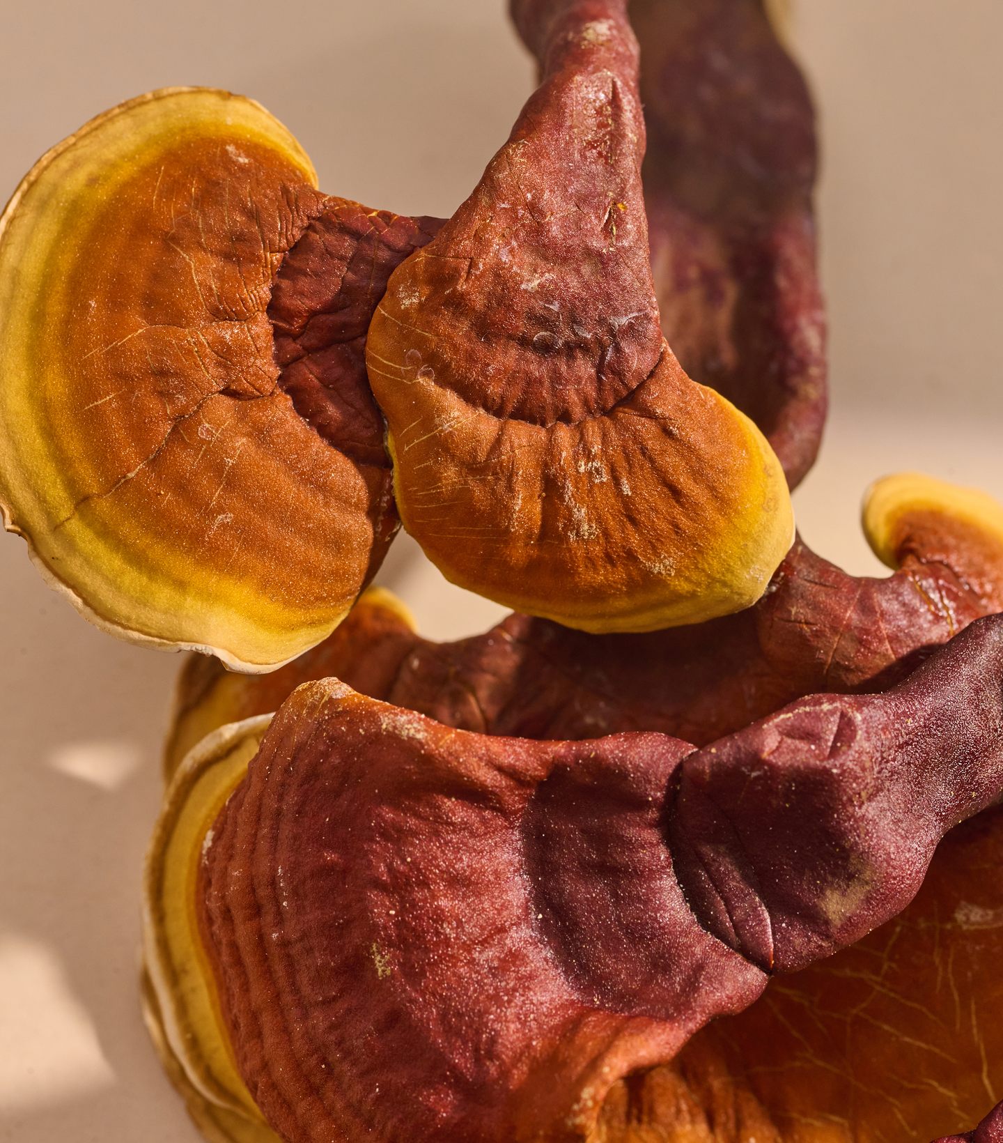 Close-up of colorful, textured mushrooms with shades of brown, red, and yellow.