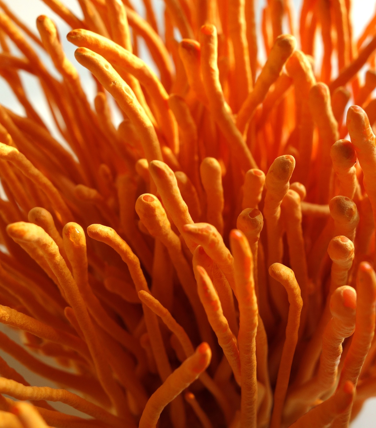 Close-up of orange, elongated fungi or plant structures.