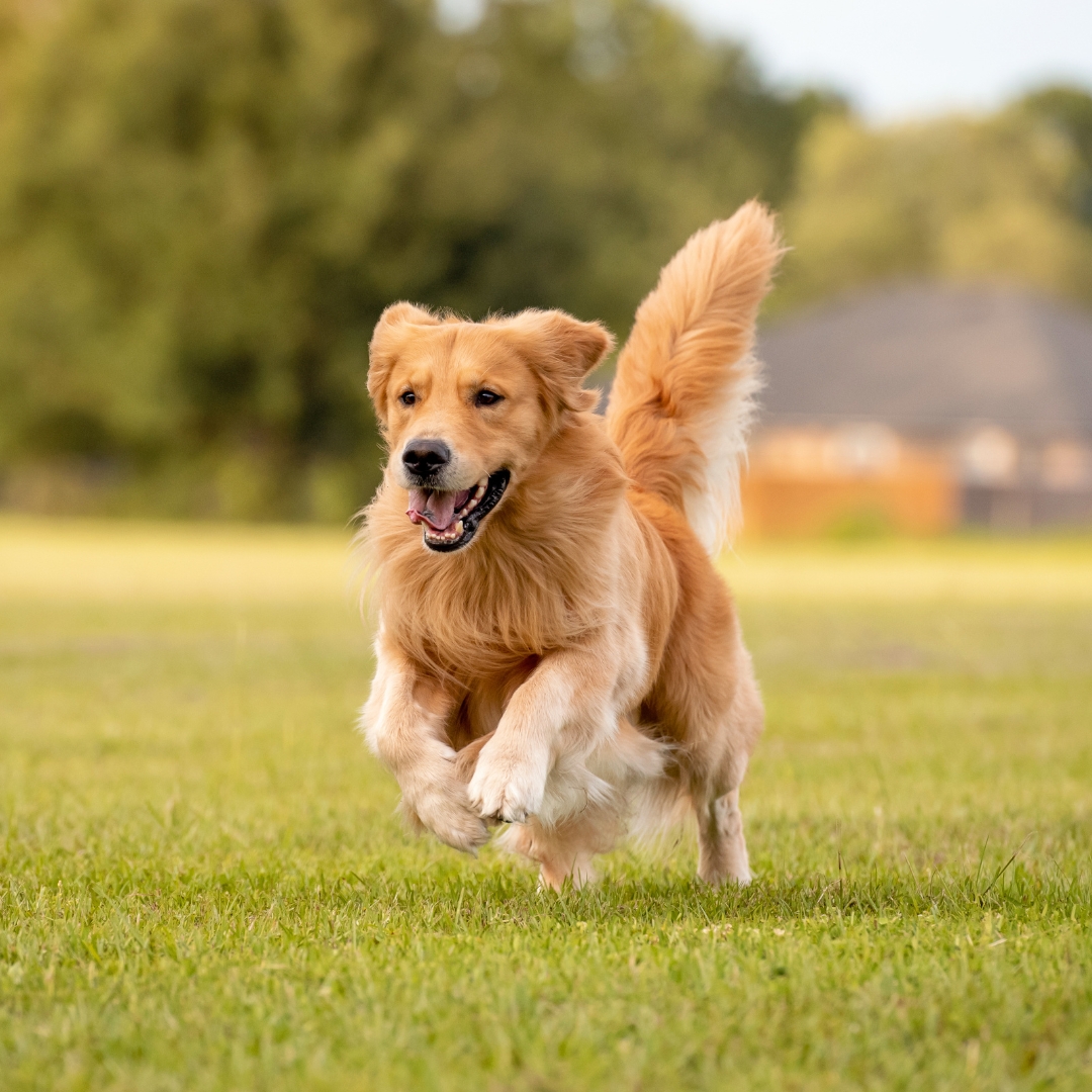 Golden retriever running on grass with trees in the background.