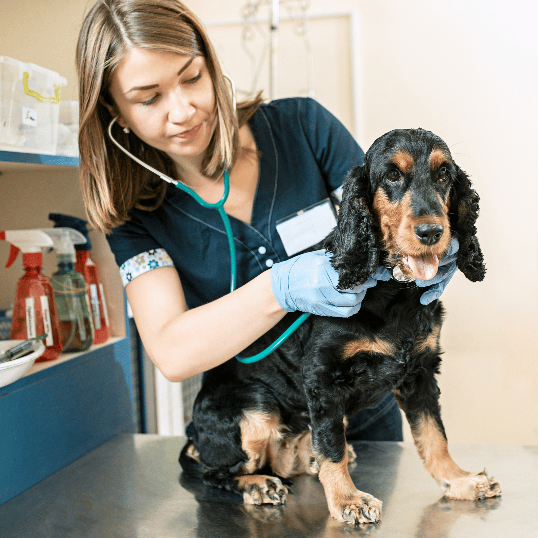 Veterinarian examining a dog with a stethoscope on a table.