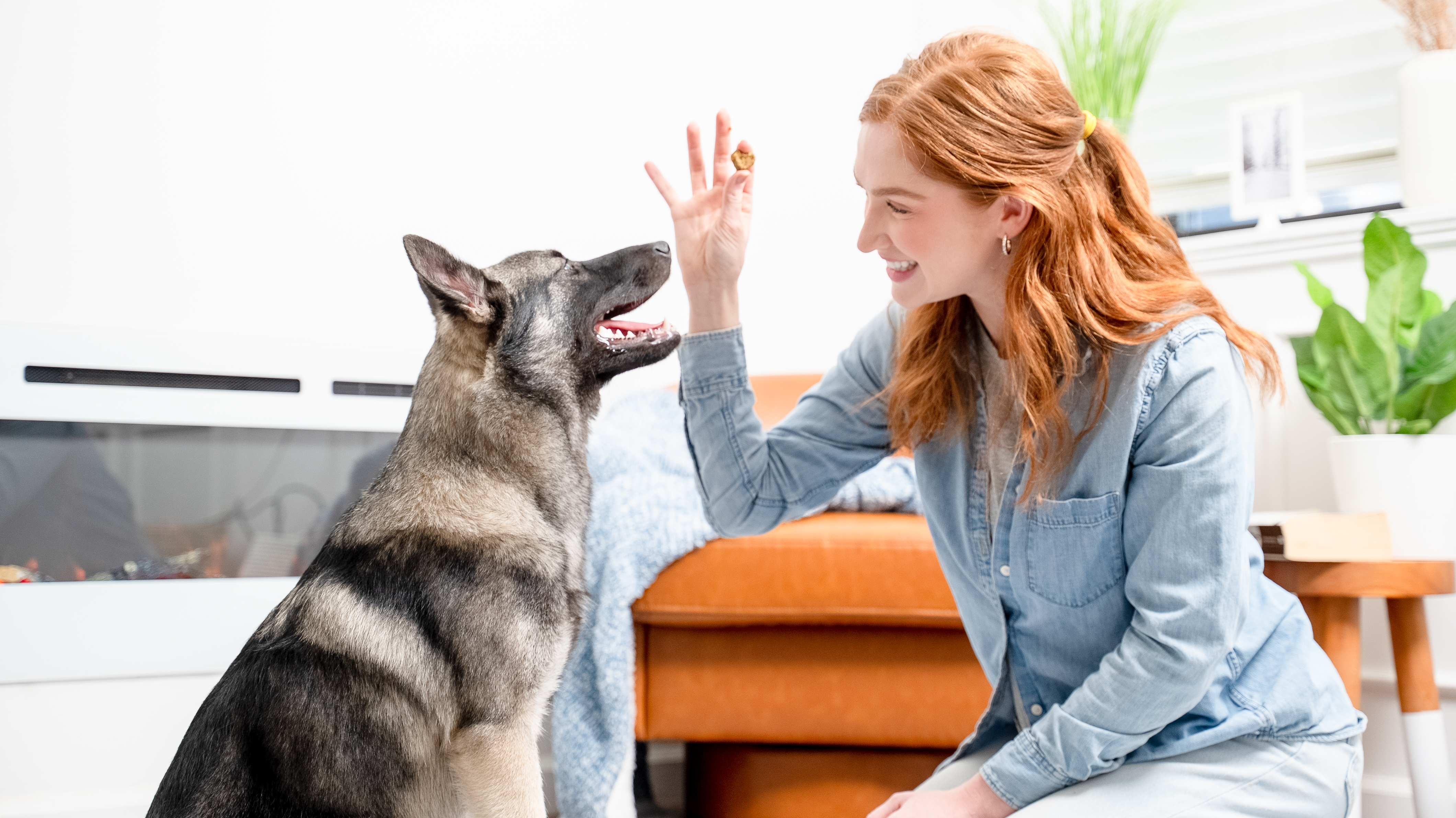 A smiling woman holds a treat up for an attentive German Shepherd-type dog in a living room.